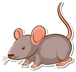 Rat Image